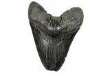 Fossil Megalodon Tooth - South Carolina #328768-1